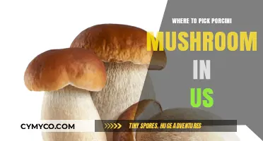 Discovering Porcini Mushrooms: A Guide to the Best Foraging Spots in the US