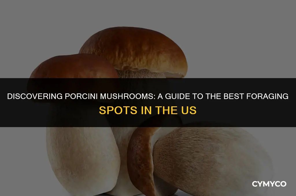 where to pick porcini mushrooms in us