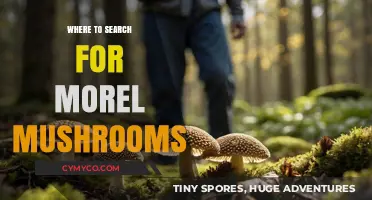 Exploring Nature's Bounty: A Guide to Finding Morel Mushrooms
