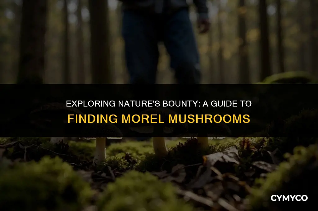where to search for morel mushrooms
