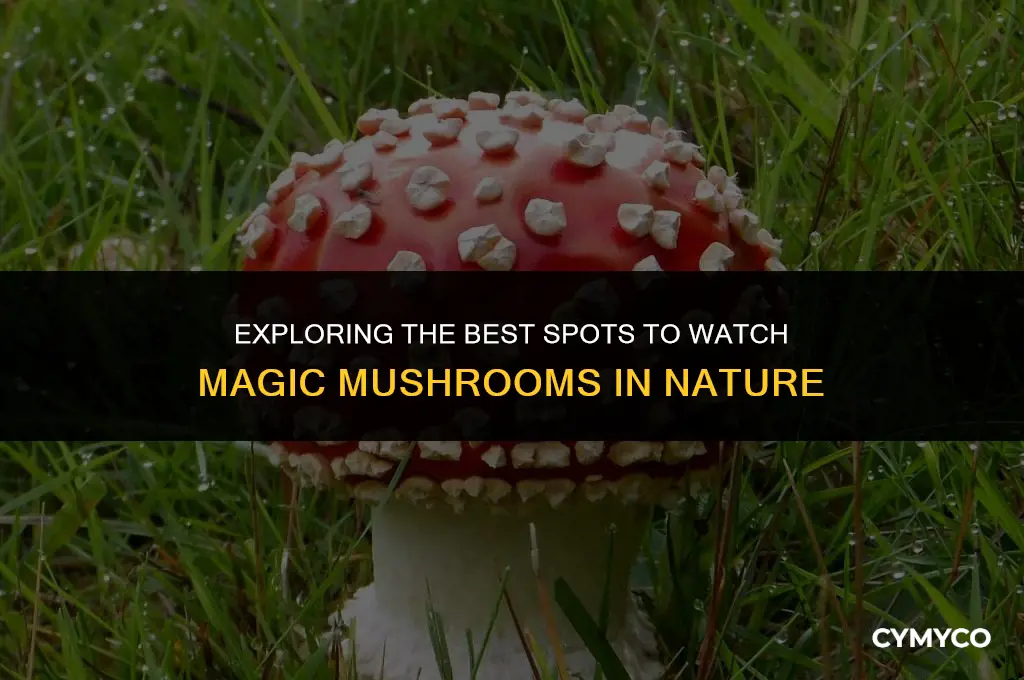 where to watch magic mushroom