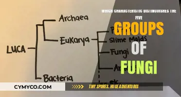 Unlocking the Mysteries: Key Traits Defining Fungi's Five Realms