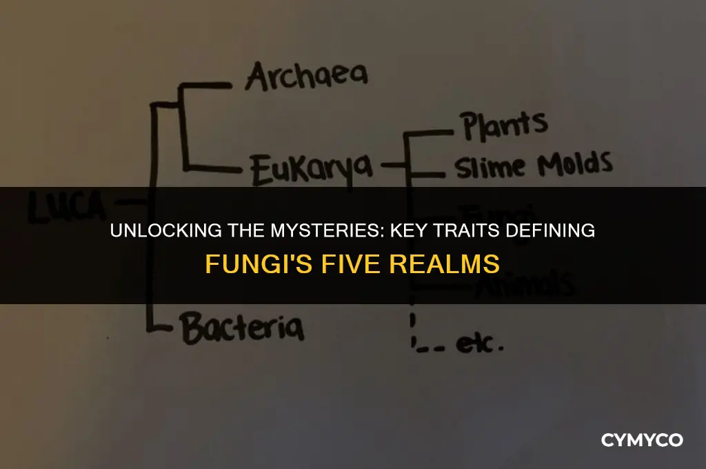 which characteristic distinguishes the five groups of fungi