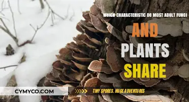 Exploring the Common Ground: Shared Traits of Adult Fungi and Plants