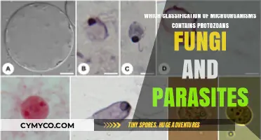 Exploring the Diverse World of Eukaryotic Microorganisms: Protozoans, Fungi, and Parasites