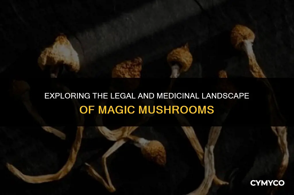 which drug classification are magic mushrooms considered