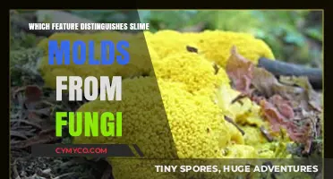 Unveiling the Key Difference: Slime Molds vs. Fungi