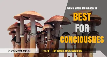 Exploring Consciousness: A Guide to the Best Magic Mushrooms
