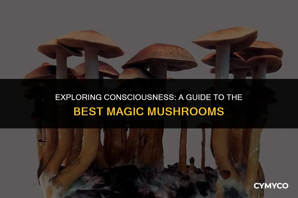 which magic mushroom is best for conciousness