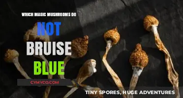 Exploring Magic Mushrooms: Varieties That Resist Blue Bruising