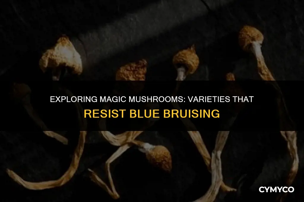 which magic mushrooms do not bruise blue