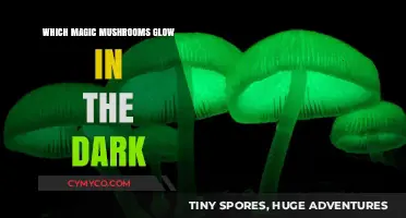 Bioluminescent Bliss: Exploring the Glowing Magic Mushrooms
