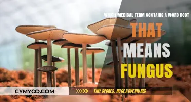 Unveiling the Mycological Mystery: Medical Terms with Fungal Roots
