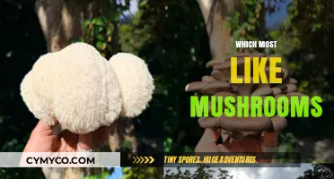 Exploring the Mycological World: A Journey Through Mushroom Varieties