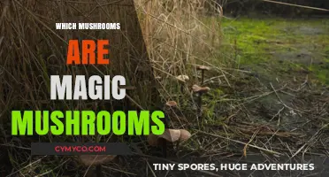 Exploring the Enchanting World of Magic Mushrooms: A Guide