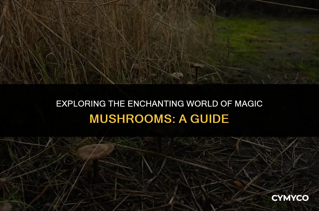 which mushrooms are magic mushrooms
