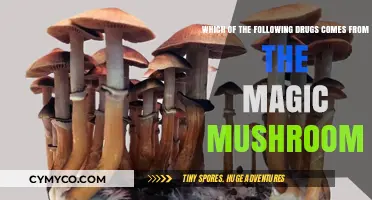 Exploring the Origins: Which Drug Comes from Magic Mushrooms?