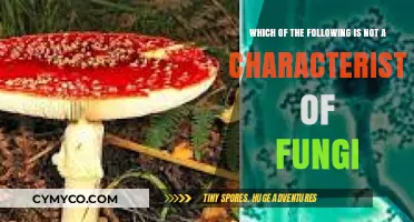 Exploring the Unique Traits of Fungi: What Sets Them Apart?