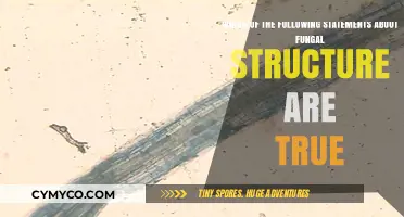 Exploring Fungal Structure: Myths and Facts Unveiled