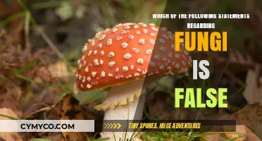 Unveiling the Myths: Not All Fungi Are Edible