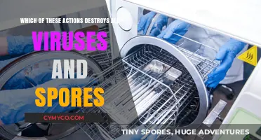 Effective Sterilization: Destroying Viruses and Spores Completely