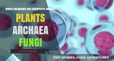 Exploring the Eukaryotic Realm: Animals, Plants, Fungi, and Archaea