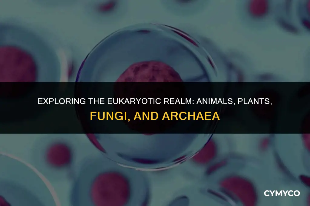which organisms are eukaryotes animals plants archaea fungi