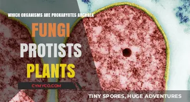 Exploring the Diversity of Life: From Prokaryotes to Plants