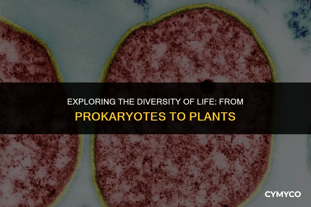 which organisms are prokaryotes archaea fungi protists plants