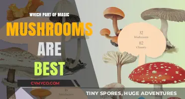 Exploring the Potent Parts of Magic Mushrooms: A Comprehensive Guide