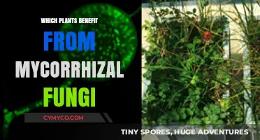 Boost Your Garden: Plants Thriving with Mycorrhizal Fungi Benefits