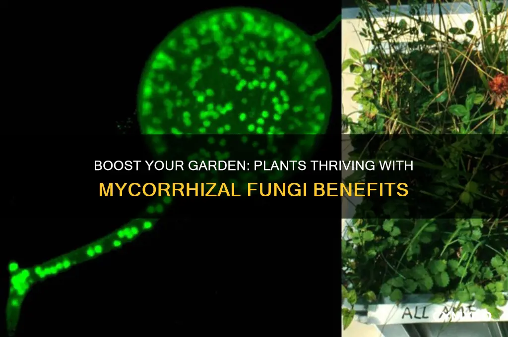 which plants benefit from mycorrhizal fungi