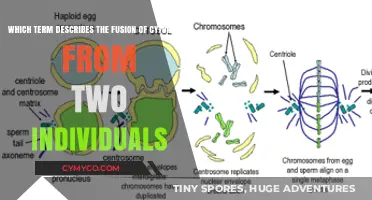 Understanding Cytoplasmic Fusion: The Biological Process Behind Cellular Merging