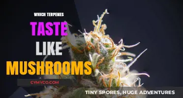 Exploring Terpenes: Unveiling the Mushroom-Like Flavors in Cannabis