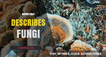 Exploring the Fascinating World of Fungi: Key Traits Revealed