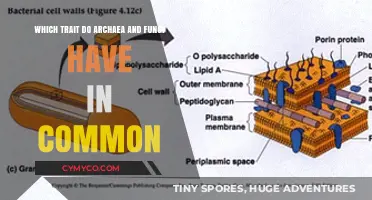 Unveiling the Shared Trait: Archaea and Fungi's Commonality Explored