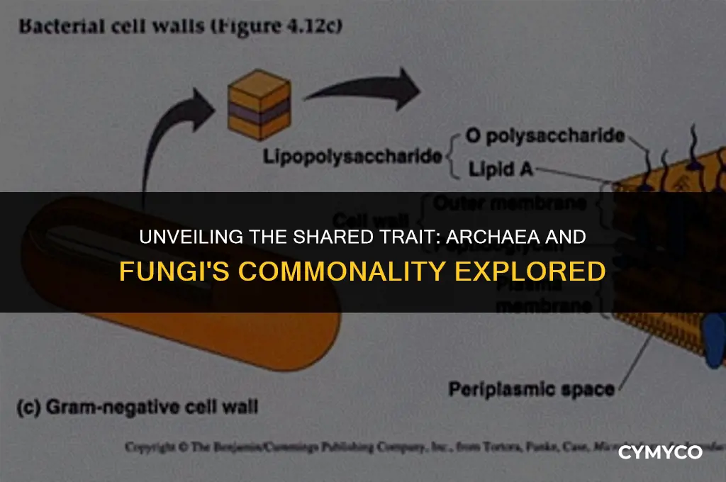 which trait do archaea and fungi have in common