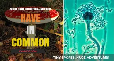 Unveiling the Shared Secrets: Common Traits of Bacteria and Fungi