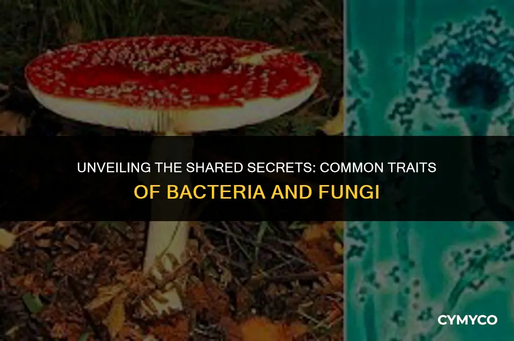 which trait do bacteria and fungi have in common