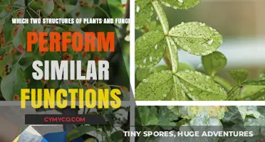 Exploring the Functional Parallels: Plant and Fungal Structures Compared