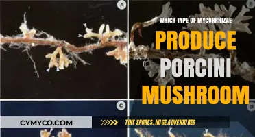 Exploring the Symbiotic Relationship: Mycorrhizae and Porcini Mushrooms