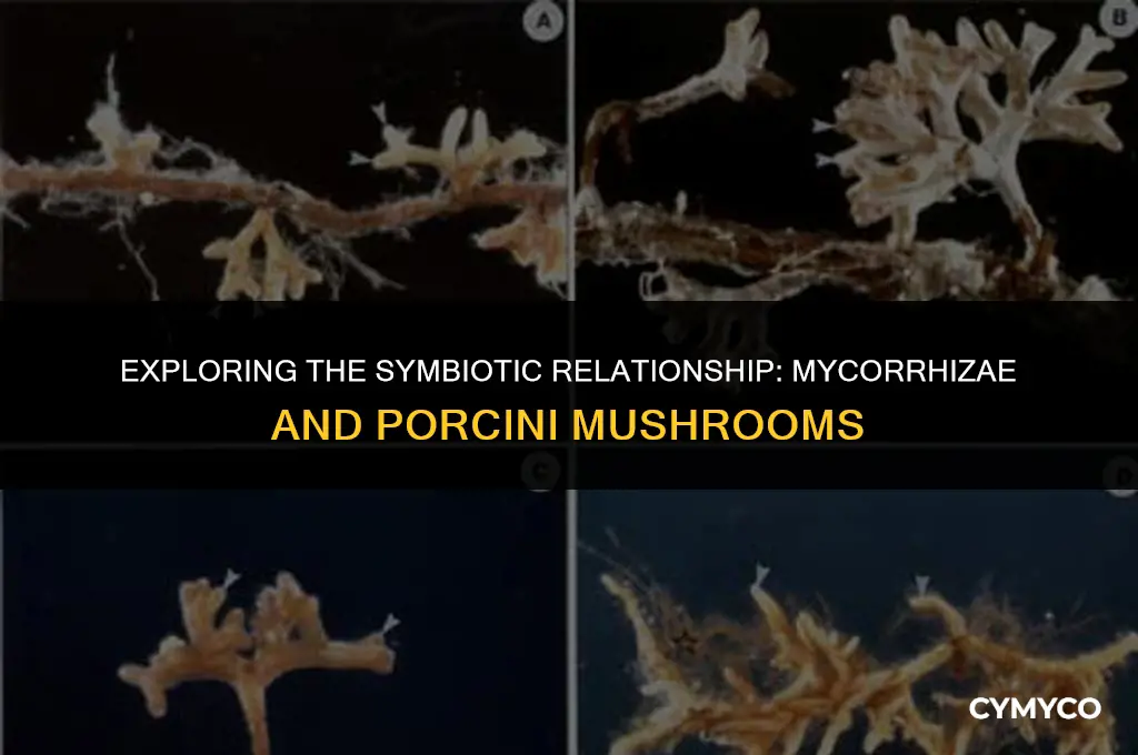 which type of mycorrhizae produce porcini mushrooms