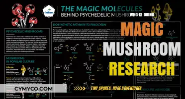 Exploring the Frontiers of Psychedelic Science: Who's Leading the Magic Mushroom Research?