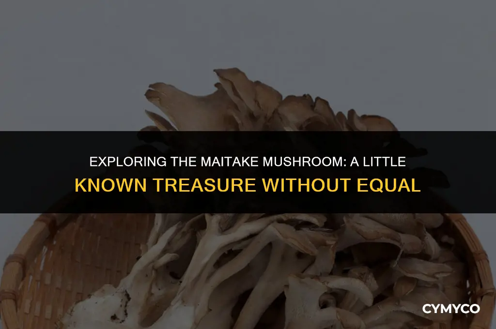 who is maitake little without