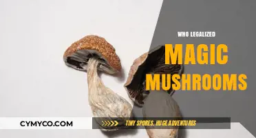 Exploring the Legalization of Magic Mushrooms: A Comprehensive Guide