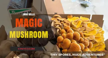 Exploring the Underground: Who Sells Magic Mushrooms?