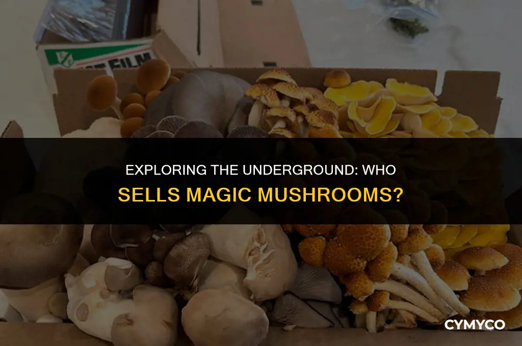 who sells magic mushroom