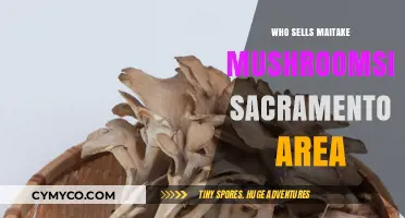 Exploring Sacramento: Where to Find Maitake Mushrooms Locally