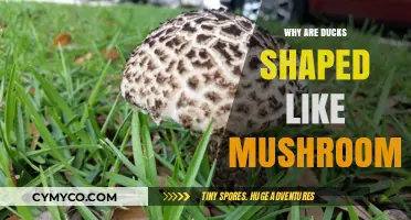 Quacking the Code: The Surprising Truth Behind Duck-Mushroom Lookalikes