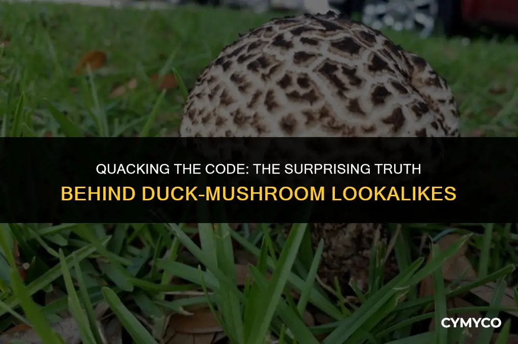 why are ducks shaped like mushrooms